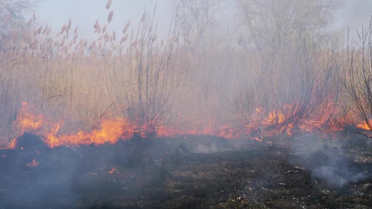 Stock Video Fire Consuming Dry Grass In The Forest Live Wallpaper For PC - Free Download