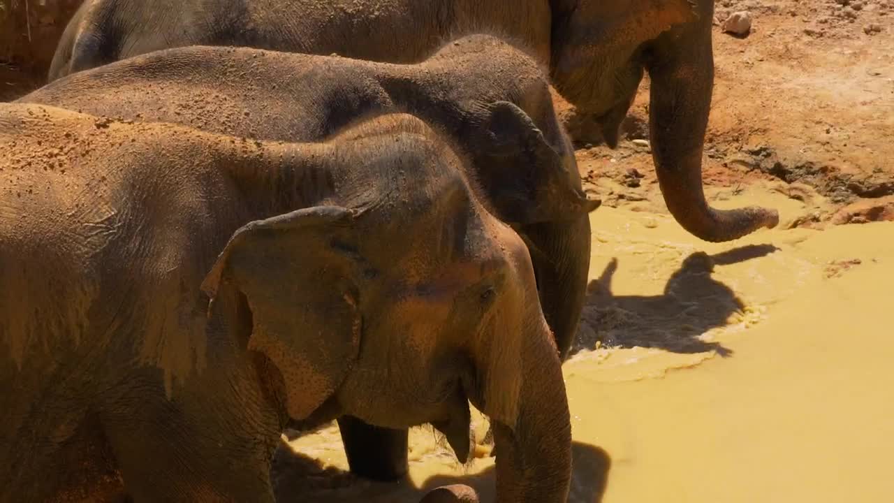 Stock Video Elephants In A River In The Savannah Live Wallpaper For PC - Free Download