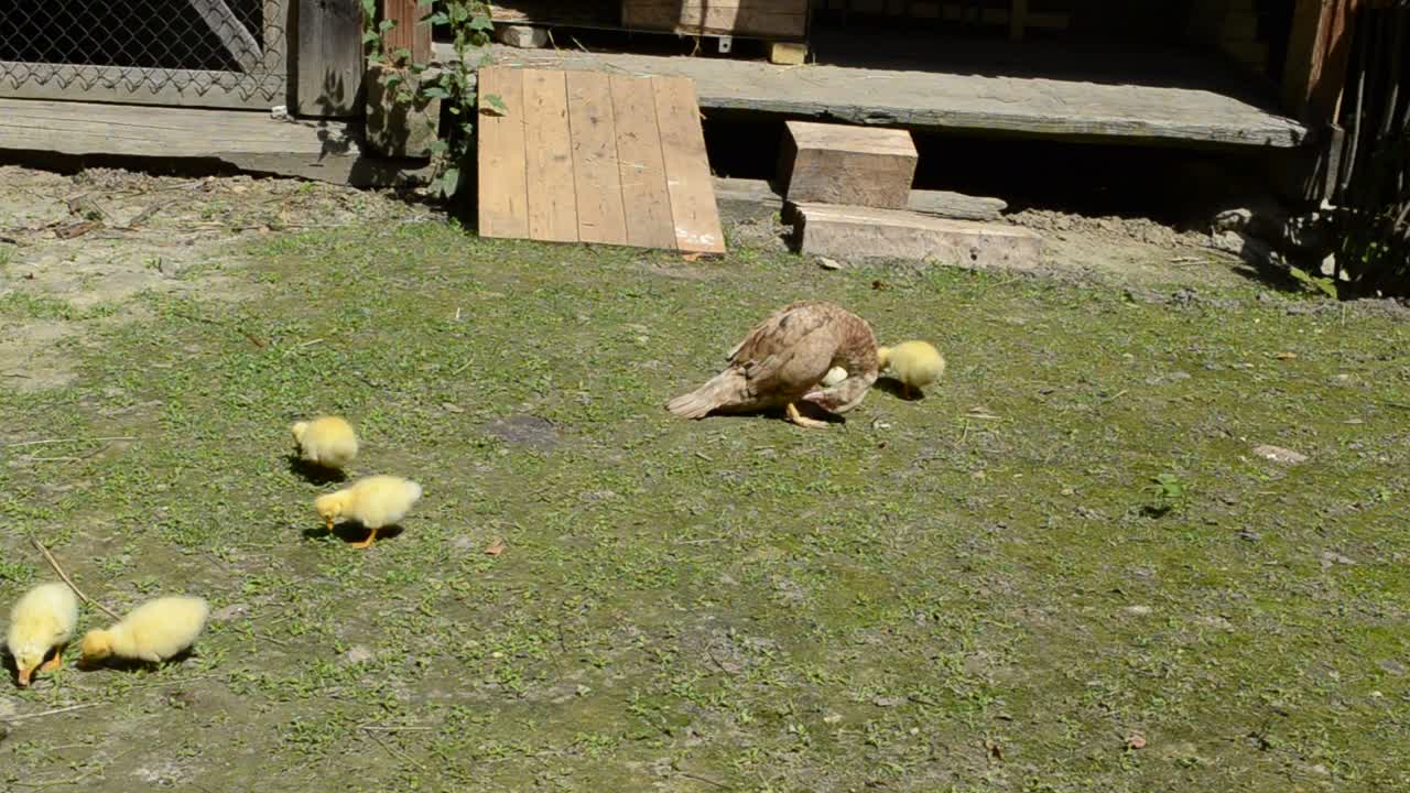 Stock Video Ducklings In A Field Live Wallpaper For PC - Free Download