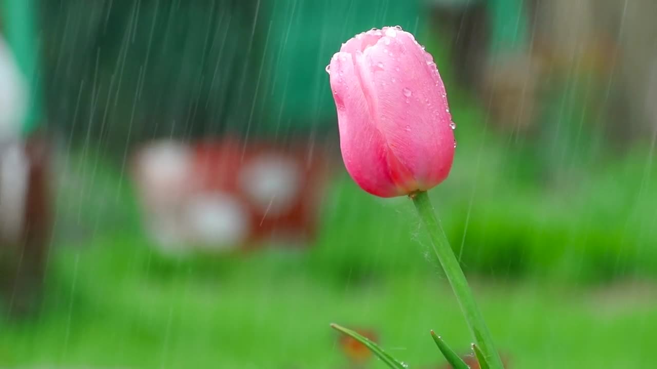 Video Stock Pink Tulip Under The Rain Live Wallpaper Free - Free Download