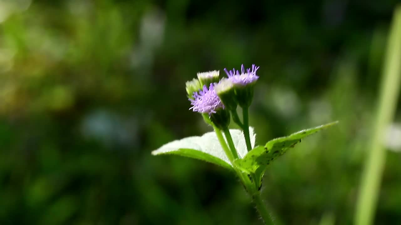 Free Video Stock tiny insects on a garden plant Live Wallpaper - Free Download