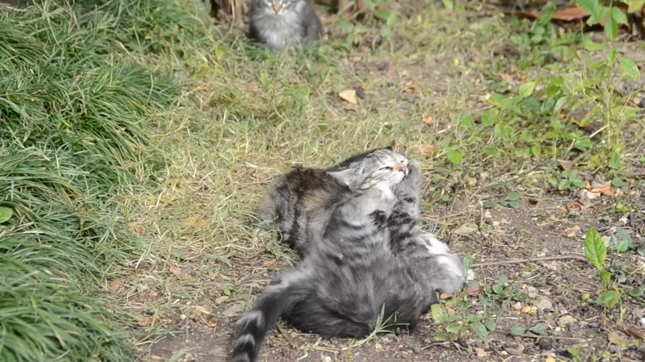 Stock Video Kittens Fighting In A Field Animated Wallpaper - Free Download