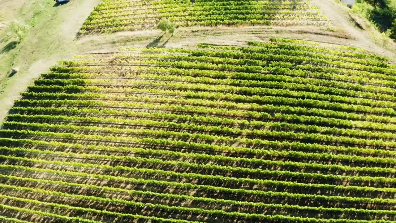 Stock Footage Vineyard Fields From Above Live Wallpaper - Free Download