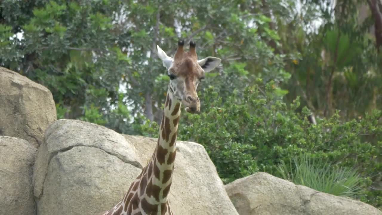 Stock Video Giraffe Looking Around At A Zoo Live Wallpaper For PC - Free Download