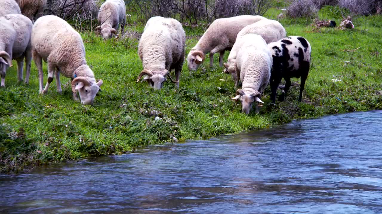 Free Stock Video Sheep Eating Grass On The Bank Of A River Live Wallpaper - Free Download
