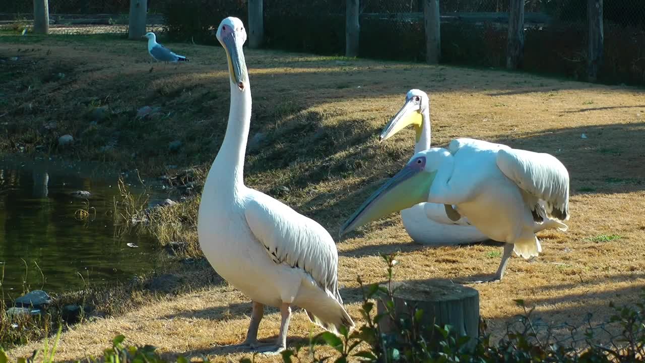 Stock Footage White Pelicans By A Lake Live Wallpaper - Free Download