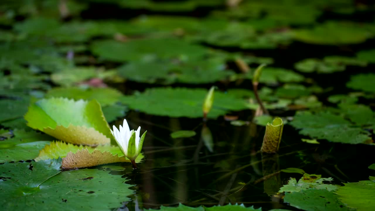 Stock Video Beautiful Water Lily Opening Live Wallpaper For PC - Free Download
