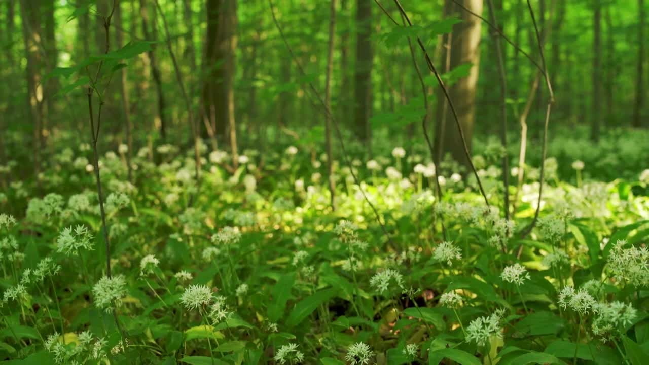 Stock Footage Wild Flowers Blooming Live Wallpaper - Free Download
