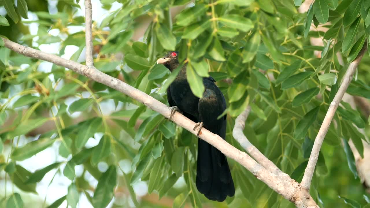 Stock Video Koel Hiding Behind Leaves Animated Wallpaper - Free Download
