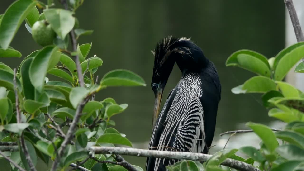 Stock Video Exotic Bird In Its Habitat Live Wallpaper For PC - Free Download