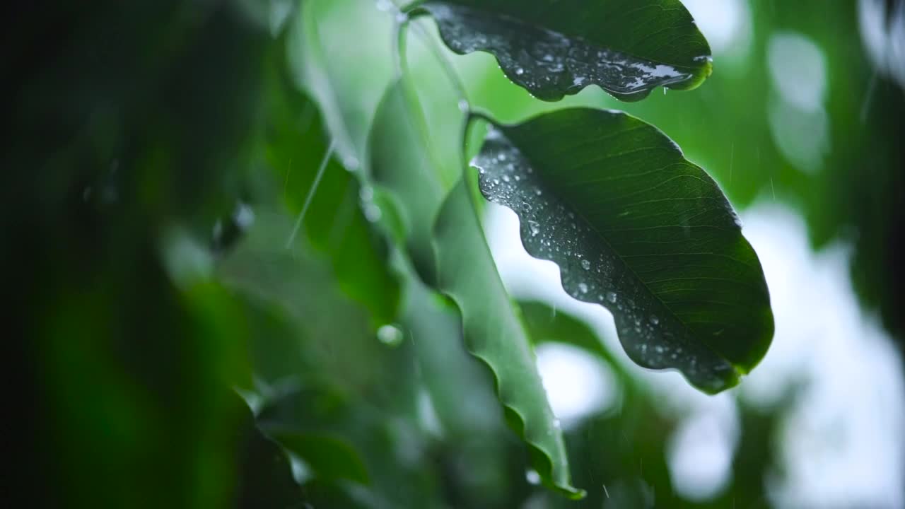 Stock Footage Very Close Shot Of The Leaves Of A Tree Wet Live Wallpaper - Free Download