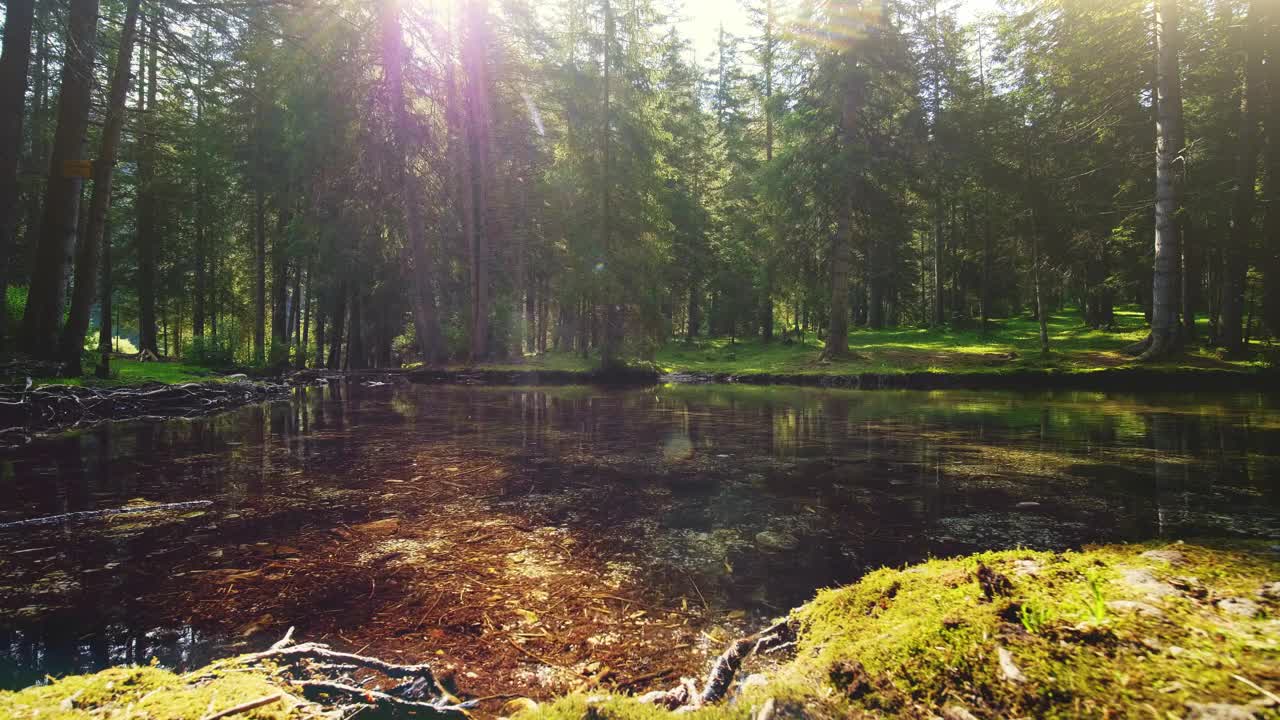 Free Video Stock Sunlight Through Trees On Mossy Riverbank Live Wallpaper - Free Download
