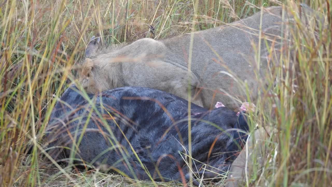 Stock Video Lions Eating From A Wildebeest At Wild Close Up Animated Wallpaper - Free Download