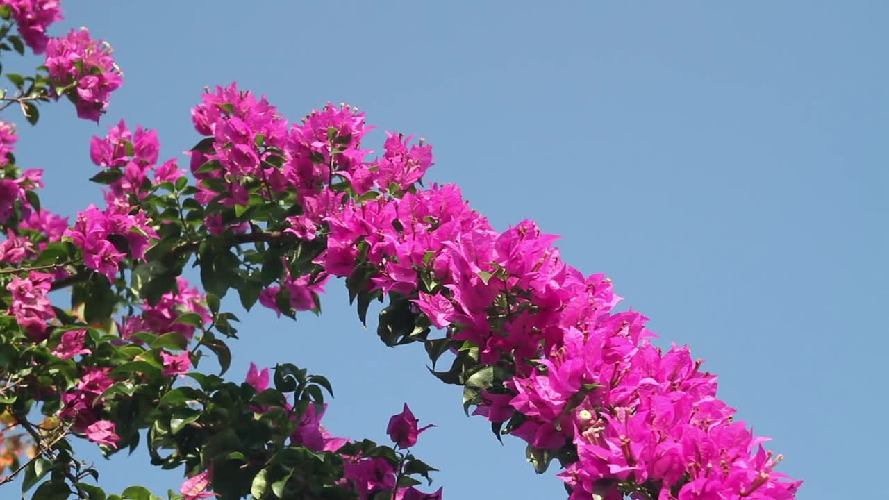 Free Video Stock Summer Flowers In A Garden Live Wallpaper - Free Download