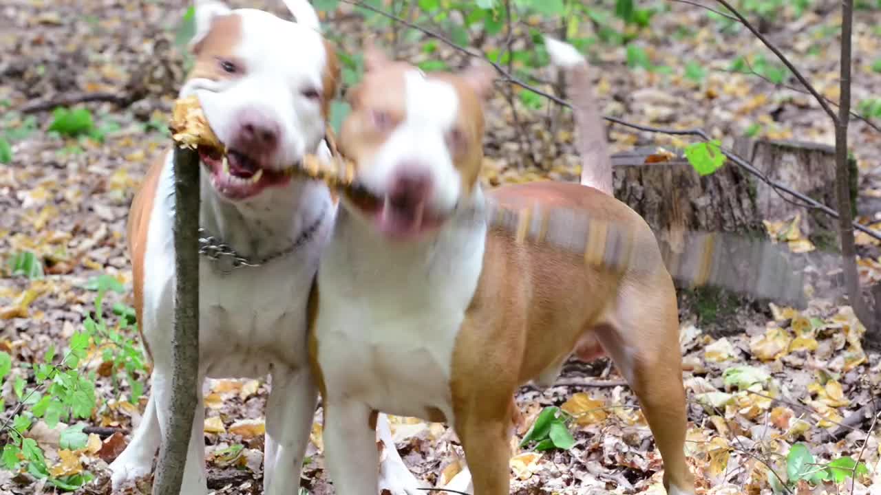 Stock Video Dogs Playing In The Forest Live Wallpaper For PC - Free Download