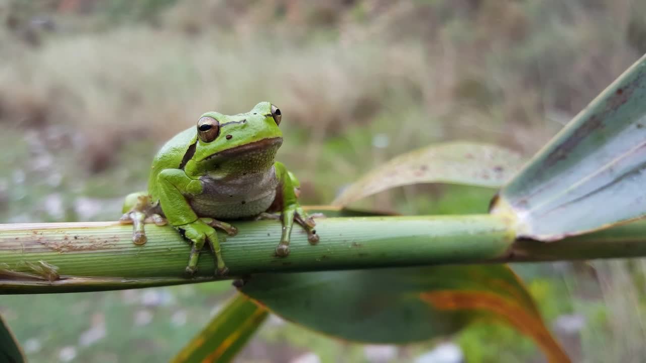 Stock Video Green Frog Standing On A Green Branch Live Wallpaper For PC - Free Download