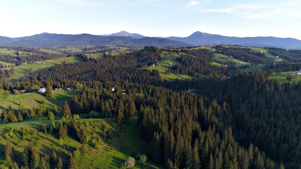 Stock Video Flying Over A Pine Forest In Spring Live Wallpaper For PC - Free Download