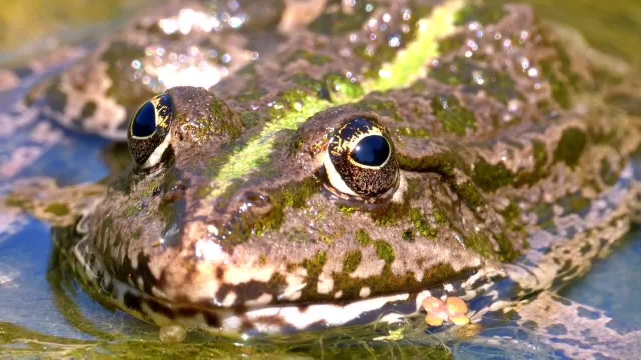Stock Video Green Frog In The River Close Up Live Wallpaper For PC - Free Download