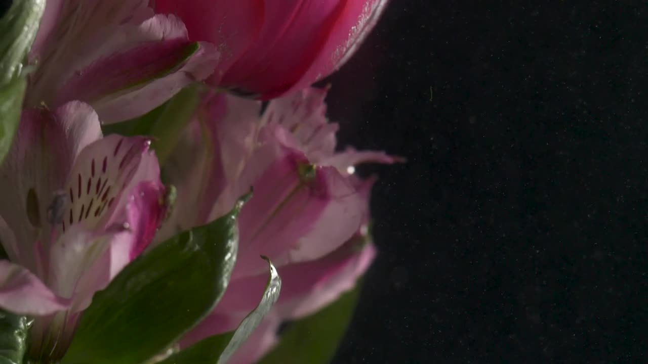 Video Stock Pink Tulip Underwater Live Wallpaper Free - Free Download