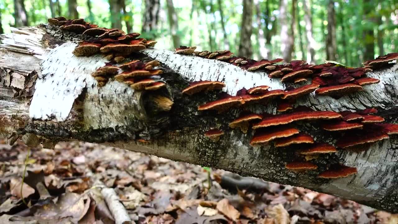 Stock Video Mushrooms Across A Fallen Tree Live Wallpaper - Free Download