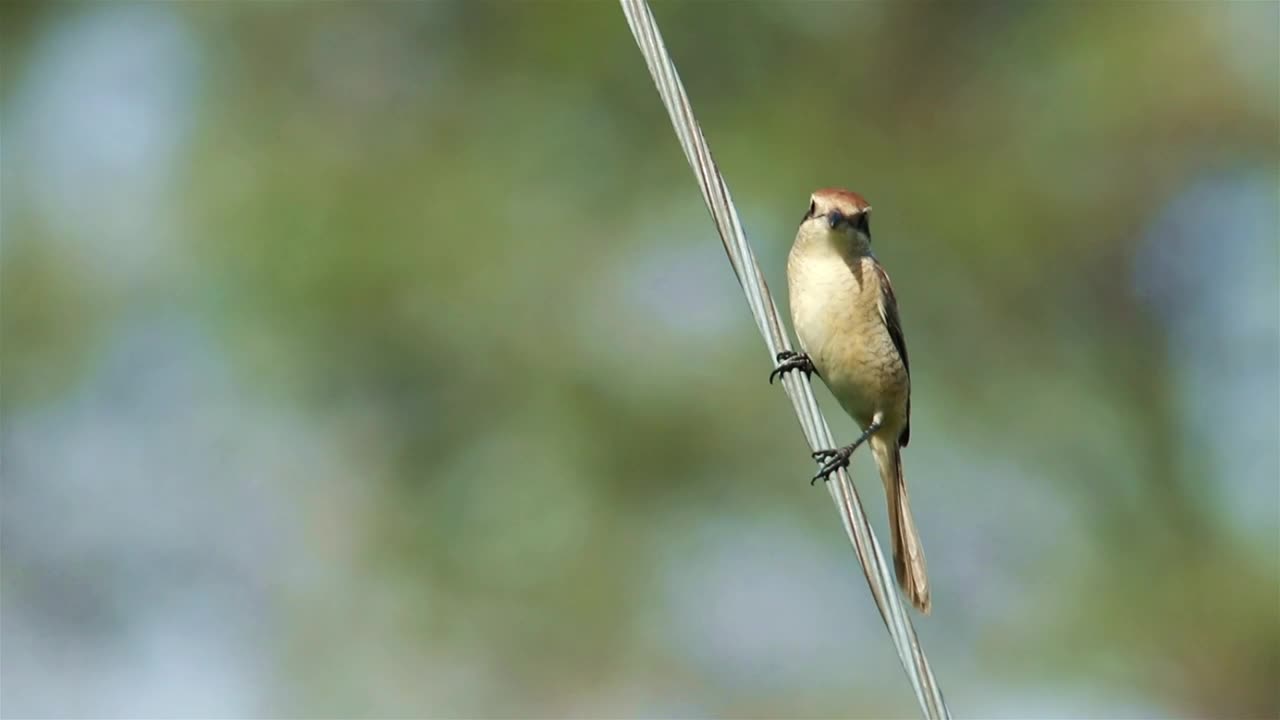 Free Video Stock tiny bird standing on a cable Live Wallpaper - Free Download