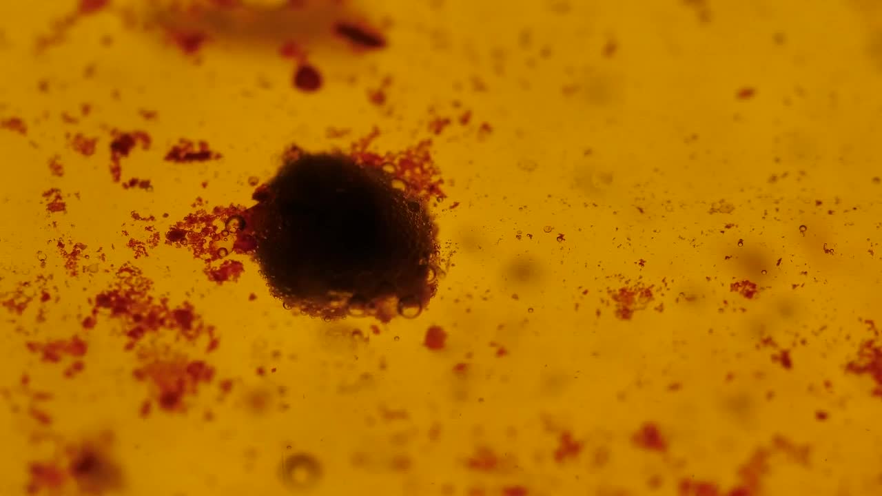 Stock Footage Viruses Absorbing Cells Floating In A Liquid Live Wallpaper - Free Download