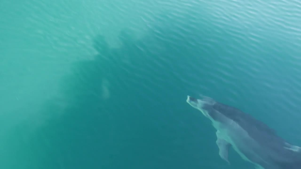 Stock Video Dolphin Swimming In The Ocean Live Wallpaper For PC - Free Download