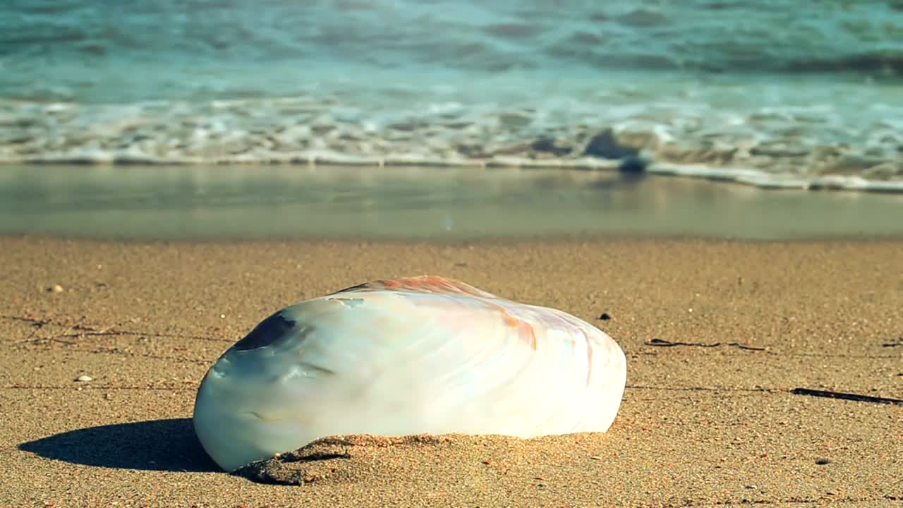 Free Stock Video Single Shell Found On The Beach Live Wallpaper - Free Download