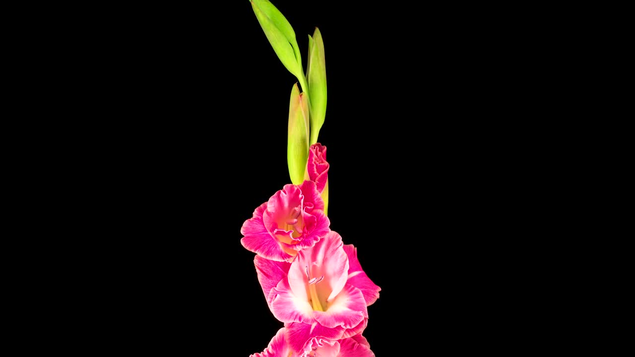 Stock Video Flowers Growing On A Stem On A Green Background Live Wallpaper For PC - Free Download