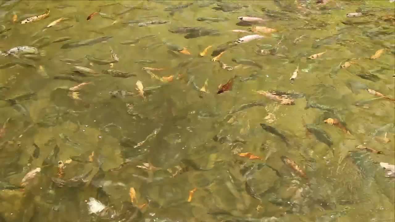 Stock Video Fish Feeding In A Large Pond Live Wallpaper For PC - Free Download