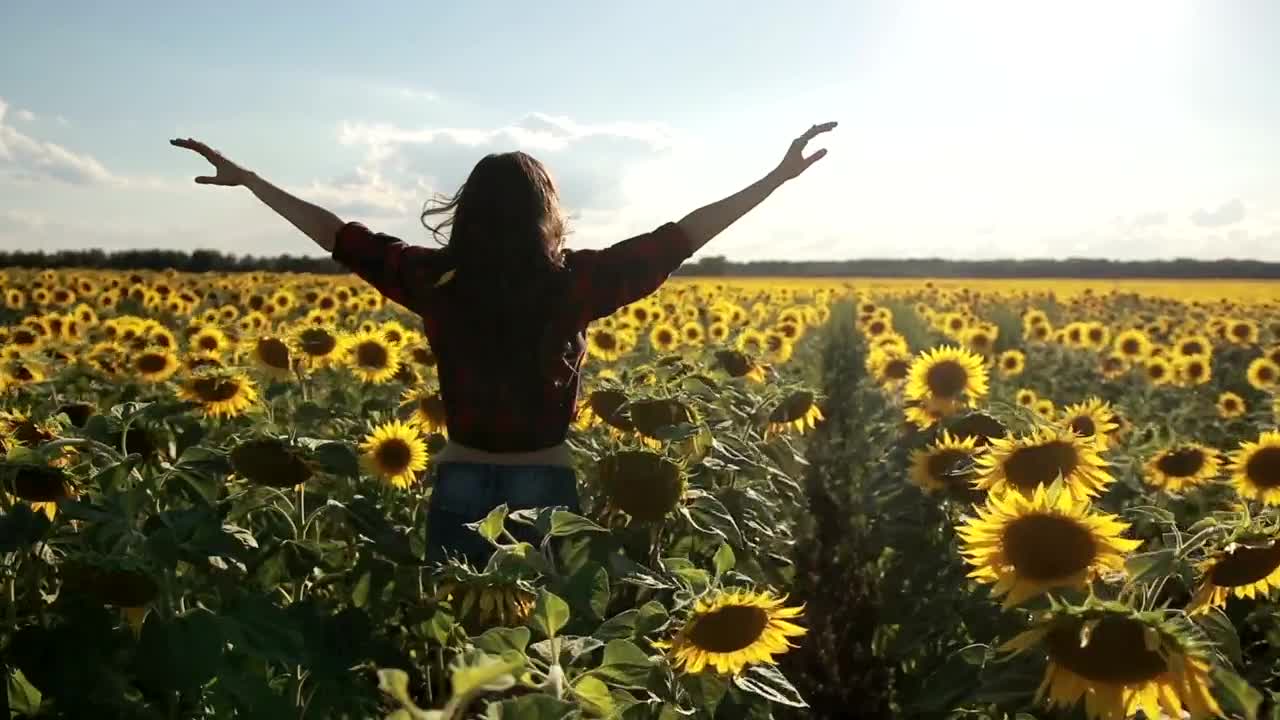 Free Stock Video Running Through Sunflowers Live Wallpaper - Free Download