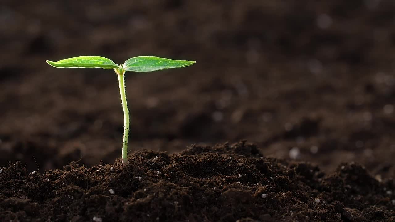 Stock Video Hand Watering A Small Plant Close Up Live Wallpaper For PC - Free Download