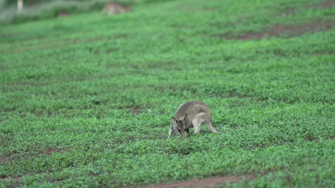 Stock Footage Wallaby Grazing Live Wallpaper - Free Download