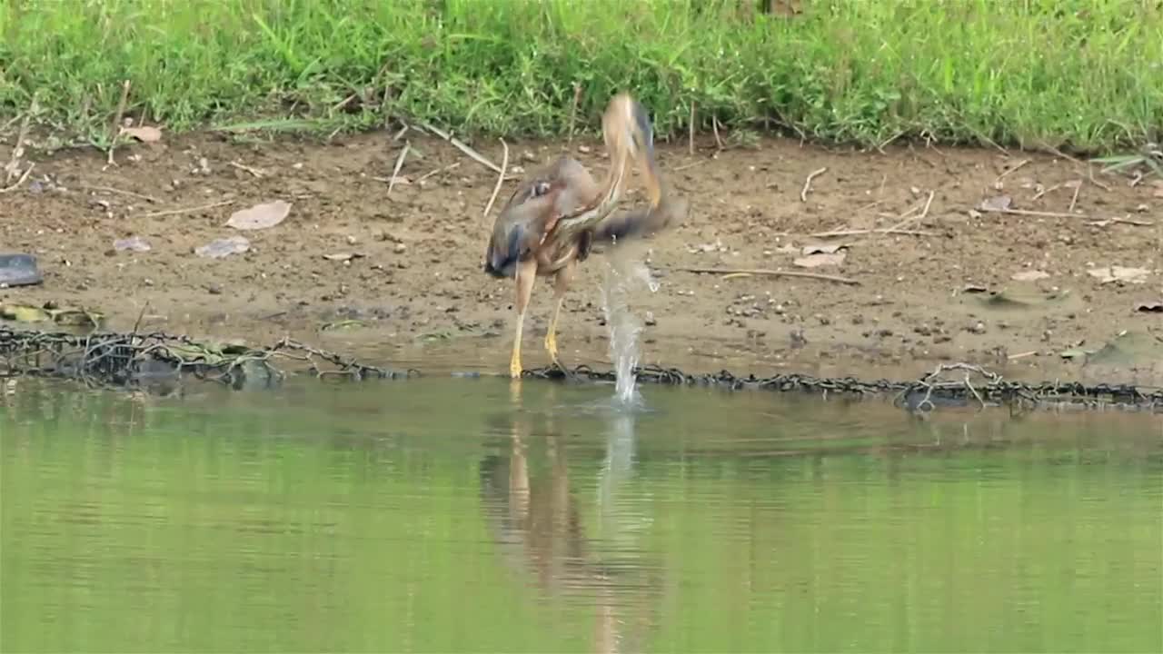 Stock Video Heron Drinking By A Lake Animated Wallpaper - Free Download