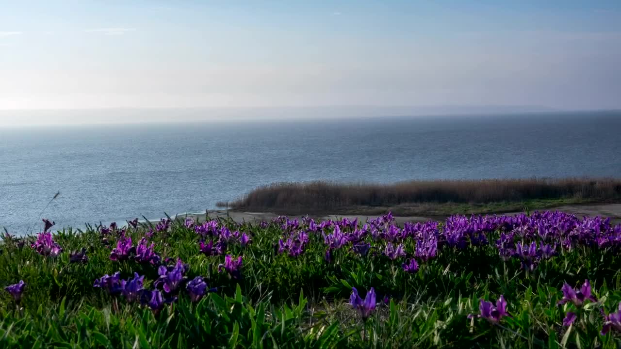 Free Stock Video Violet Wildflowers Moving In The Wind Live Wallpaper - Free Download