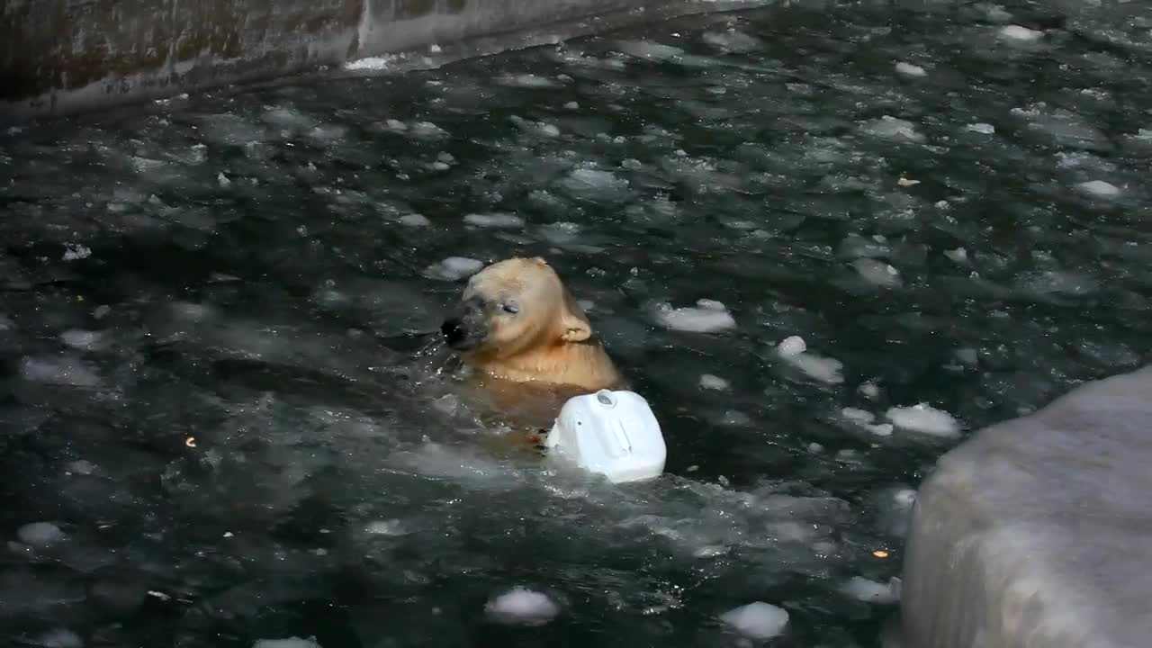 Video Stock Polar Bear Playing With A Plastic Container Live Wallpaper Free - Free Download