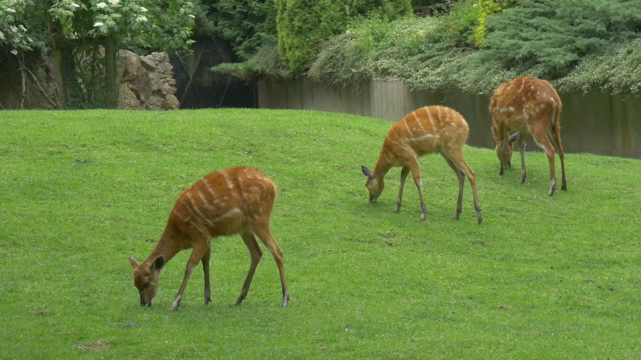 Stock Video Deers Grazing In The Grass Live Wallpaper For PC - Free Download