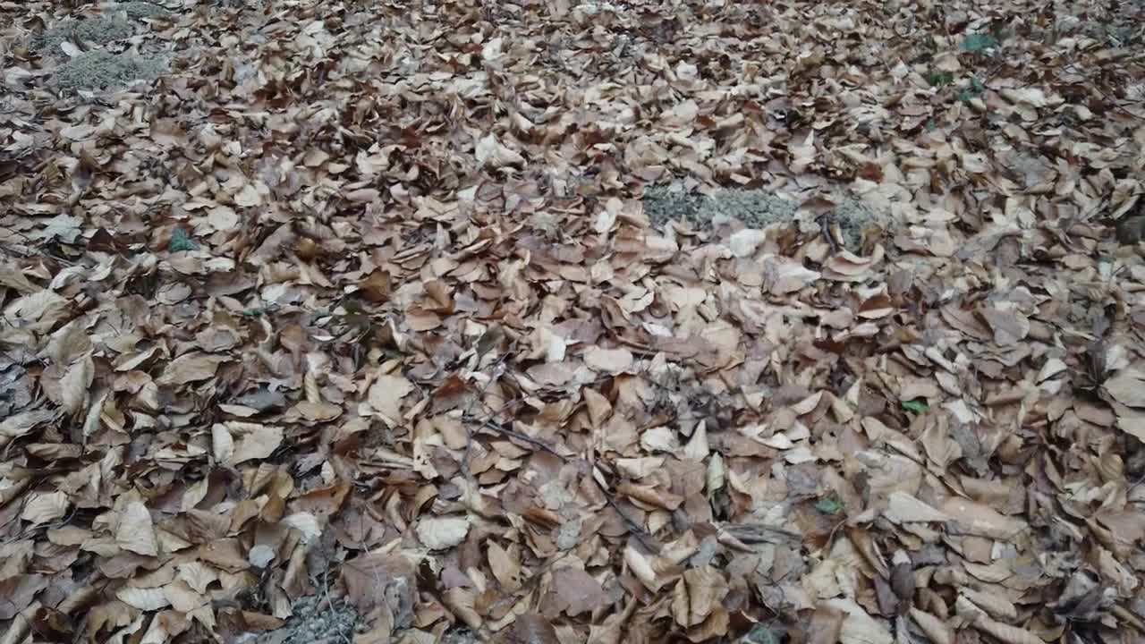 Stock Video Floor Of A Forest Of Tall Trees Covered With Dry Live Wallpaper For PC - Free Download