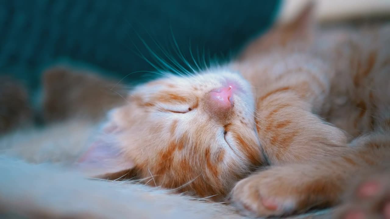 Stock Video Cute Red Kitten Sleeping In The Couch Live Wallpaper For PC - Free Download