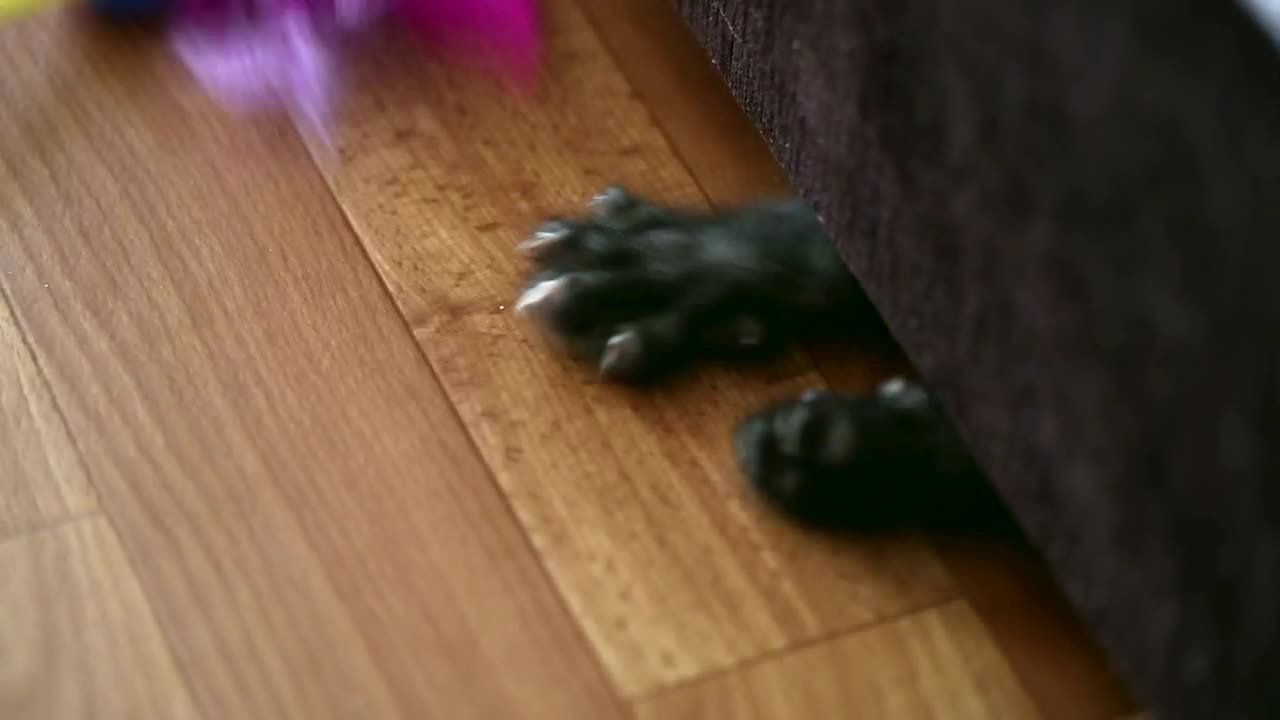 Video Stock Playful Kitten Under The Couch Live Wallpaper Free - Free Download
