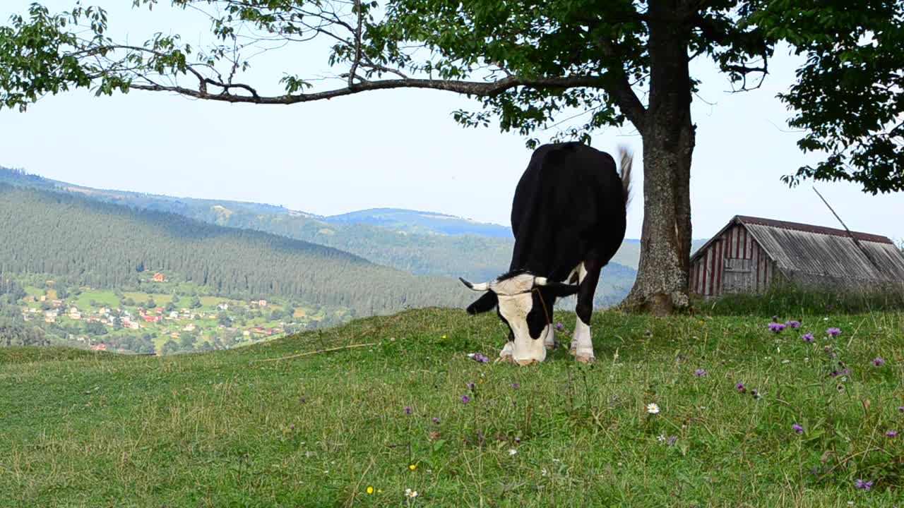 Stock Video Cow Grazing Near A Barn Live Wallpaper For PC - Free Download