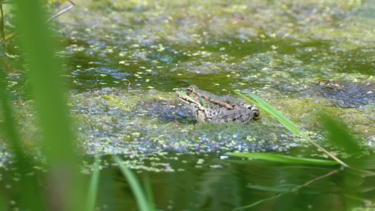 Stock Video Green Frog Standing On The Water Swamp Live Wallpaper For PC - Free Download