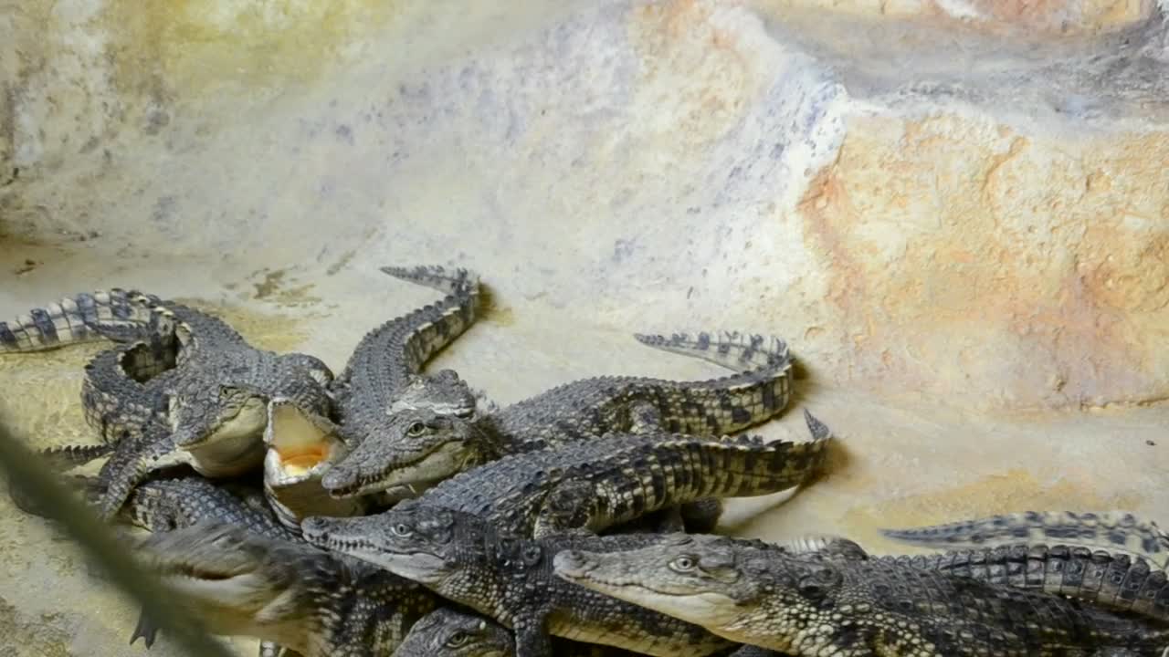 Stock Video Crocodiles Fighting For Food Live Wallpaper For PC - Free Download