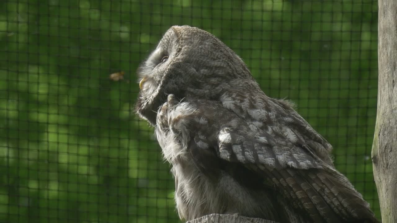 Stock Video Owl In Captivity In A Close Up Shot Live Wallpaper - Free Download