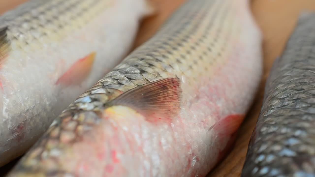 Stock Video Fish Texture Live Wallpaper For PC - Free Download