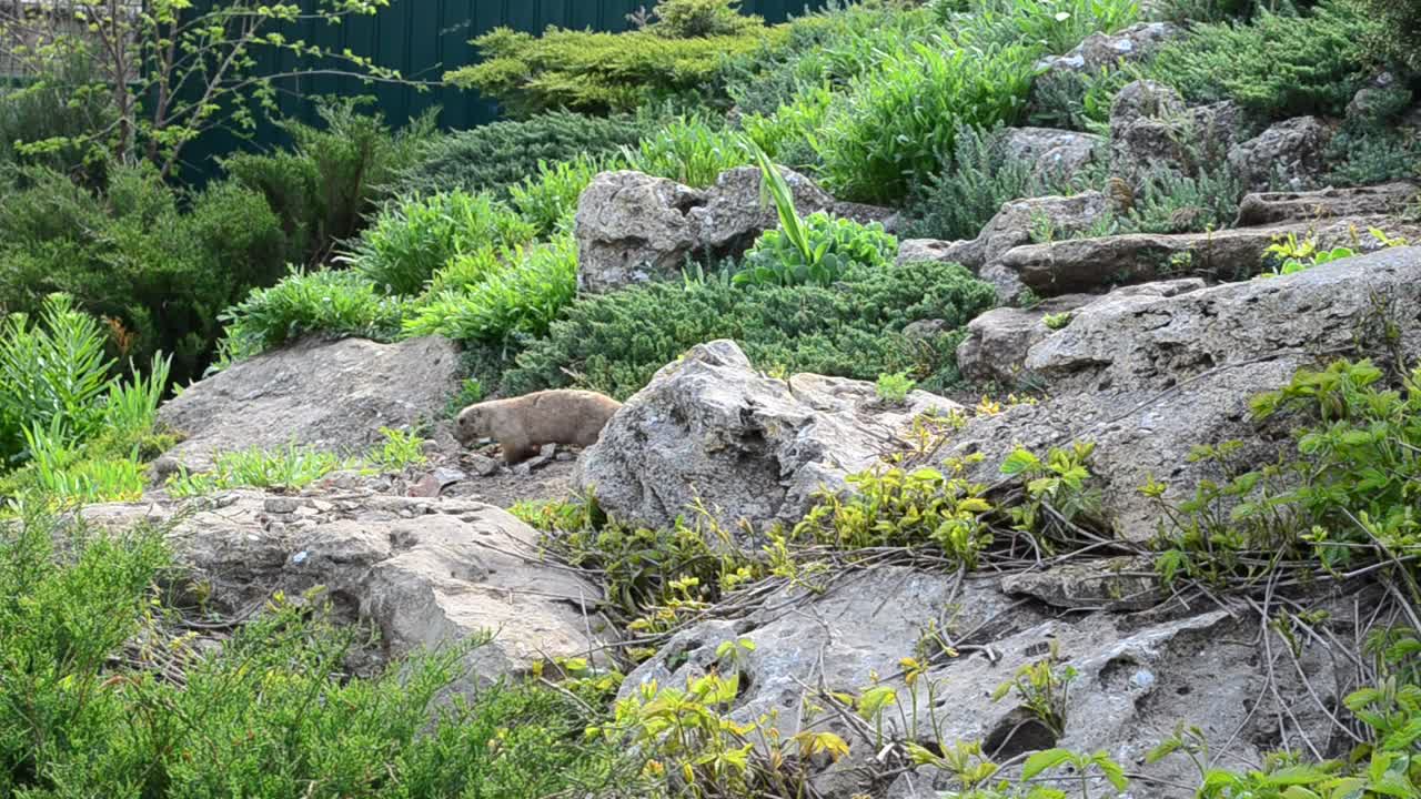 Stock Footage Wild Animal Digging In The Dirt Live Wallpaper - Free Download