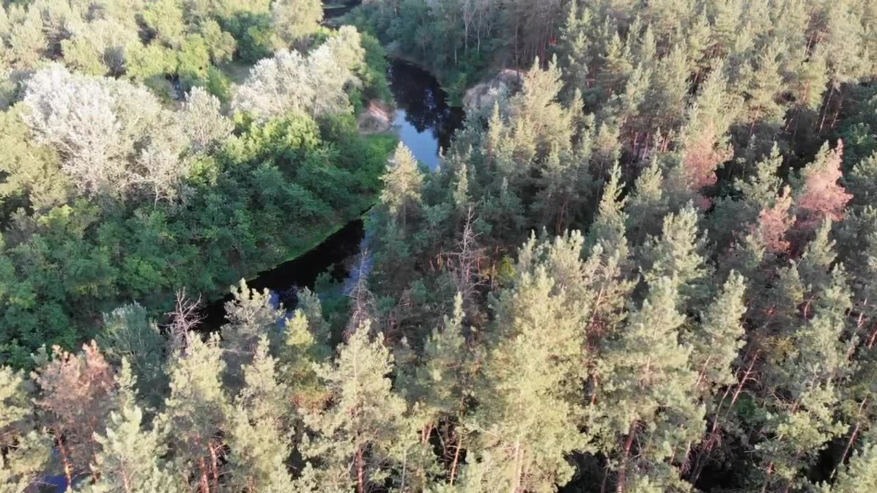 Stock Video Dense Forest With A River In Its Middle Live Wallpaper For PC - Free Download