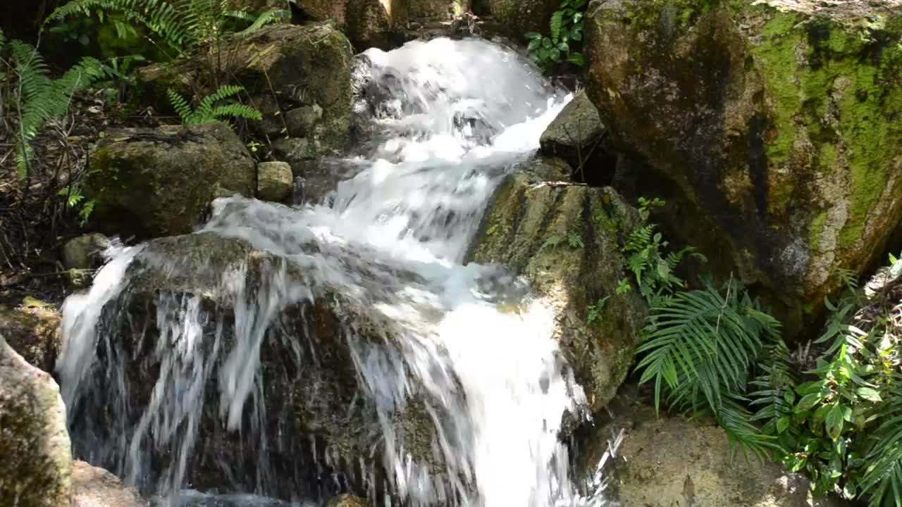 Stock Video Mountain Stream With Ferns Live Wallpaper - Free Download