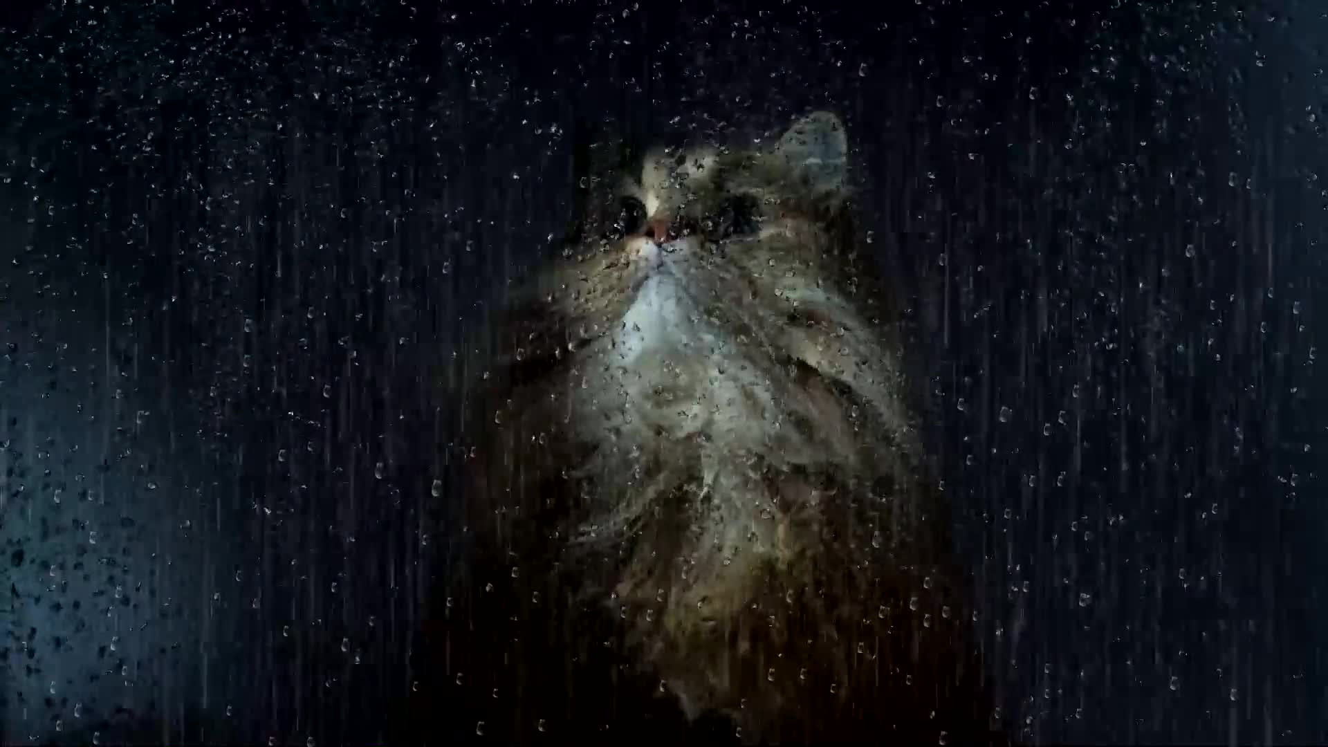 Rainy Window Cat Live Wallpaper - Free Download