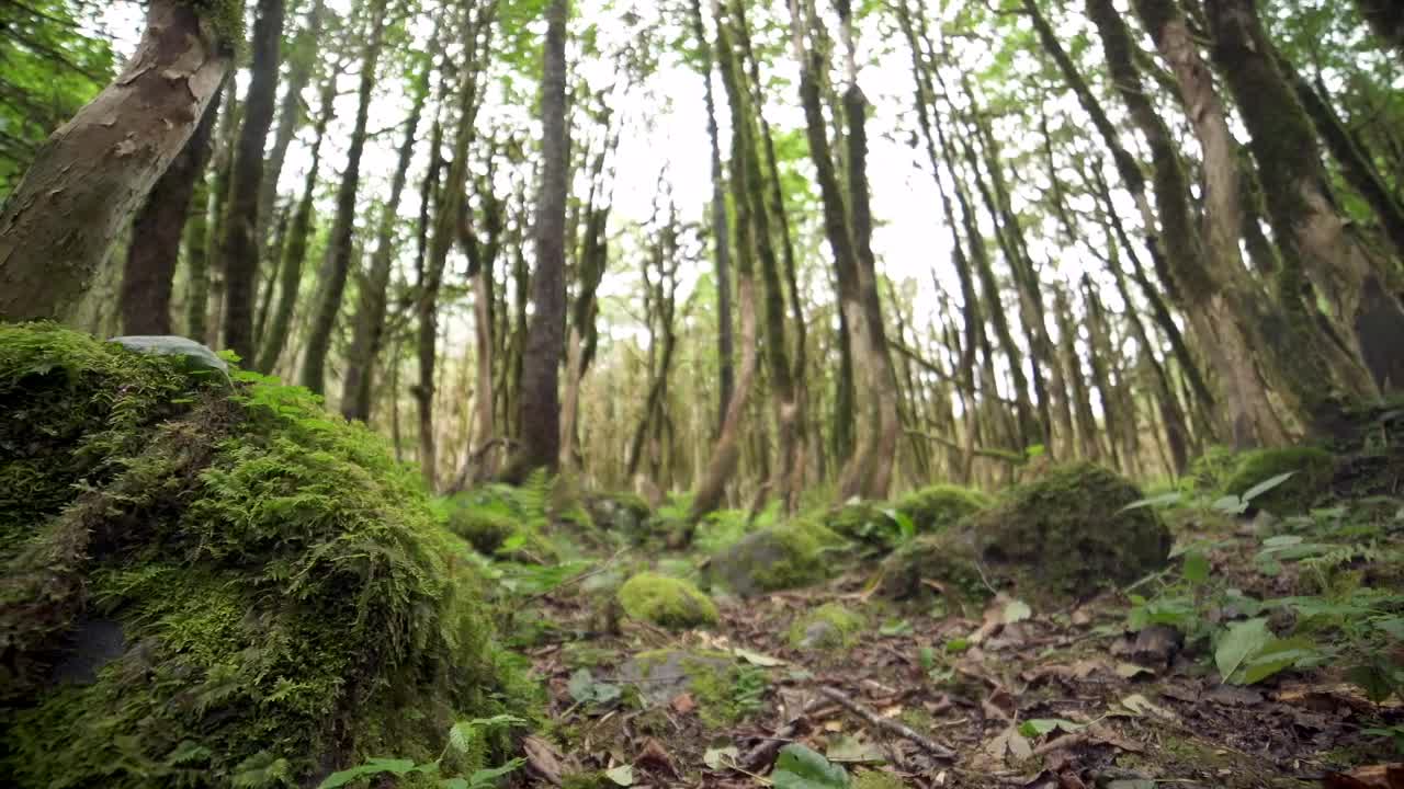 Stock Video Mossy Forest Ground Vie Animated Wallpaper - Free Download